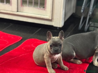 French Bulldog dogs Last boy left - Advert 17