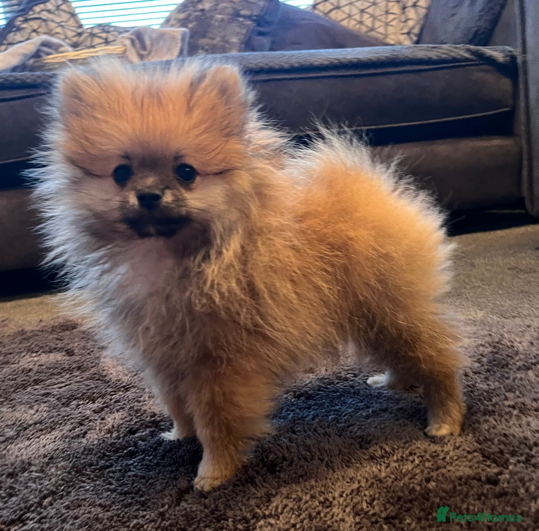 Pomeranian dogs for sale: Pomeranian  puppies  - Image 17