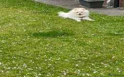Pomeranian dogs for sale: White Pomeranian Male  - Image 3