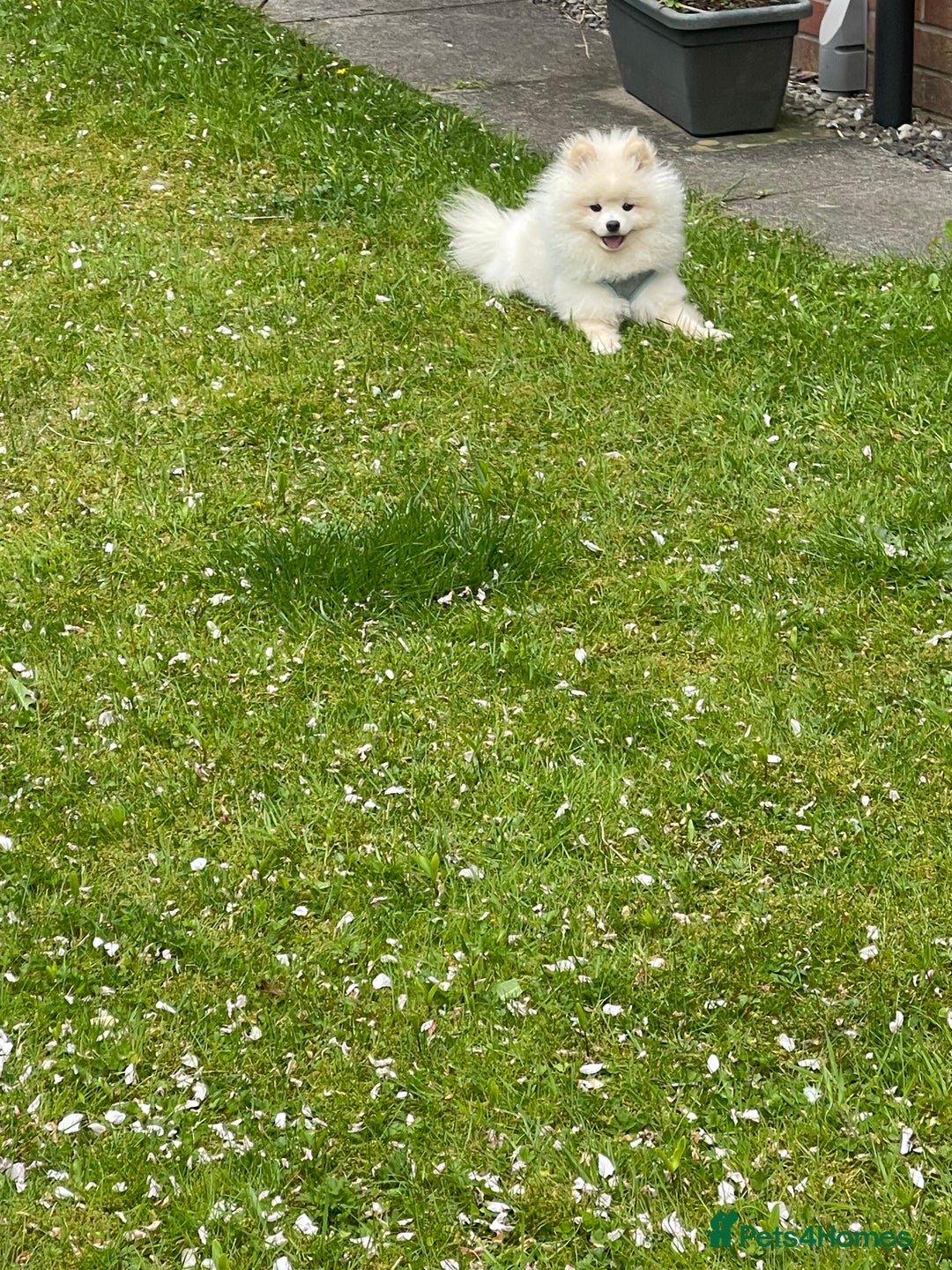 Pomeranian dogs for sale: White Pomeranian Male  - Image 3