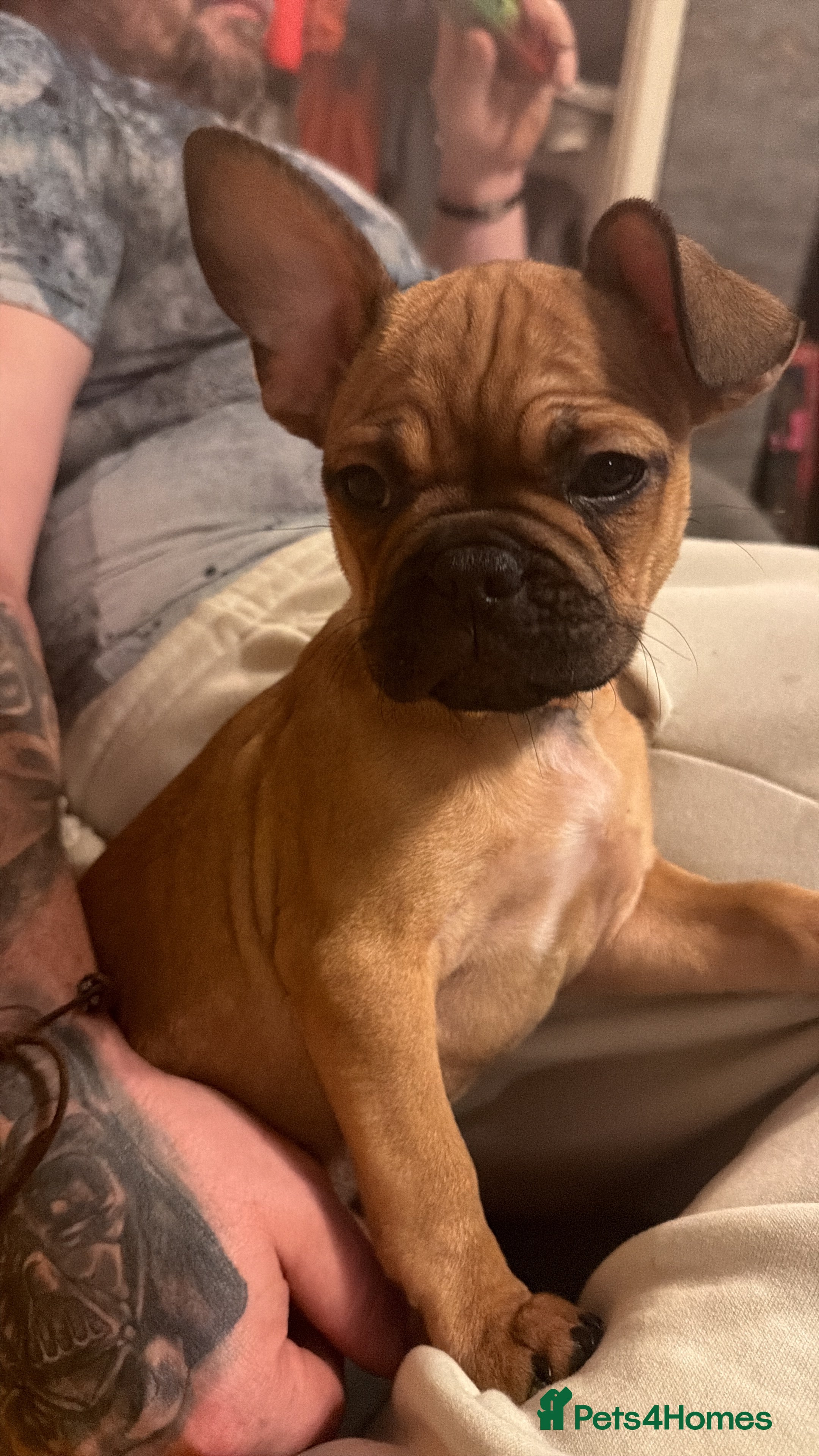 French Bulldog dogs READY NOW🐾 1 beautiful girls left  - Advert 20