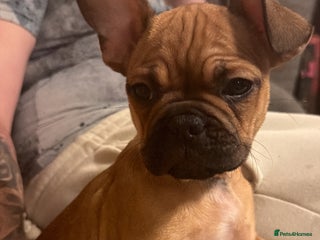 French Bulldog dogs READY NOW🐾 1 beautiful girls left - Advert 20