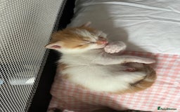 Domestic Shorthair cats for sale: Litter of 9 Beautiful Kittens - Image 19
