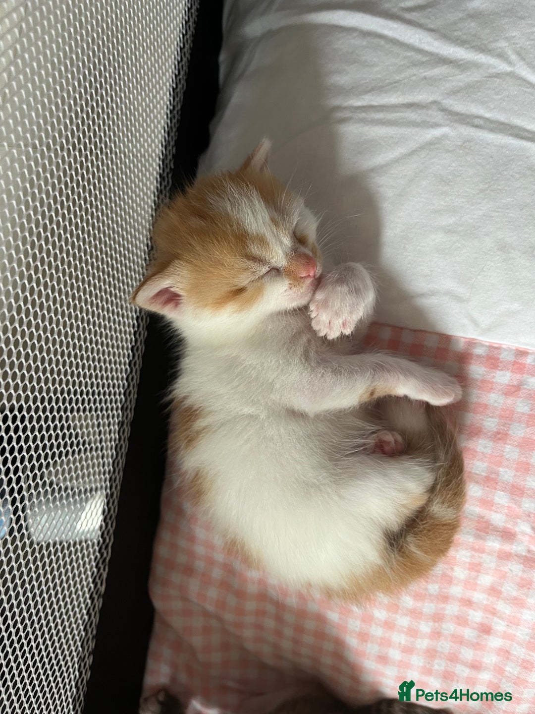 Domestic Shorthair cats for sale: Litter of 9 Beautiful Kittens - Image 19