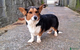 Welsh Corgi Cardigan dogs for sale: Welsh Cardigan Corgis Puppies - Image 16