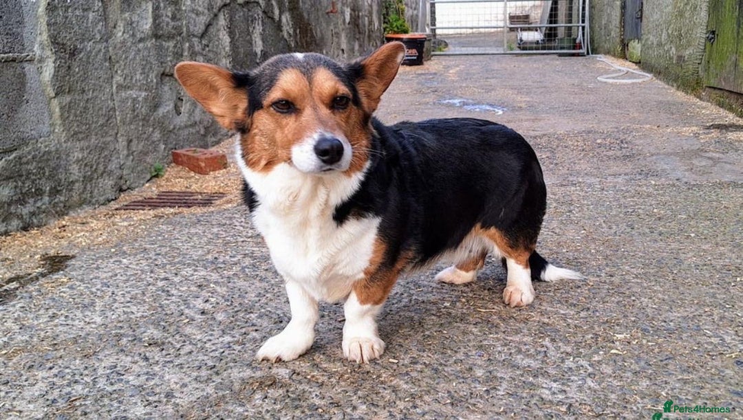 Welsh Corgi Cardigan dogs for sale: Welsh Cardigan Corgis Puppies - Image 16