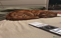 Mixed Breed cats for sale: Huey for a good home  - Image 1