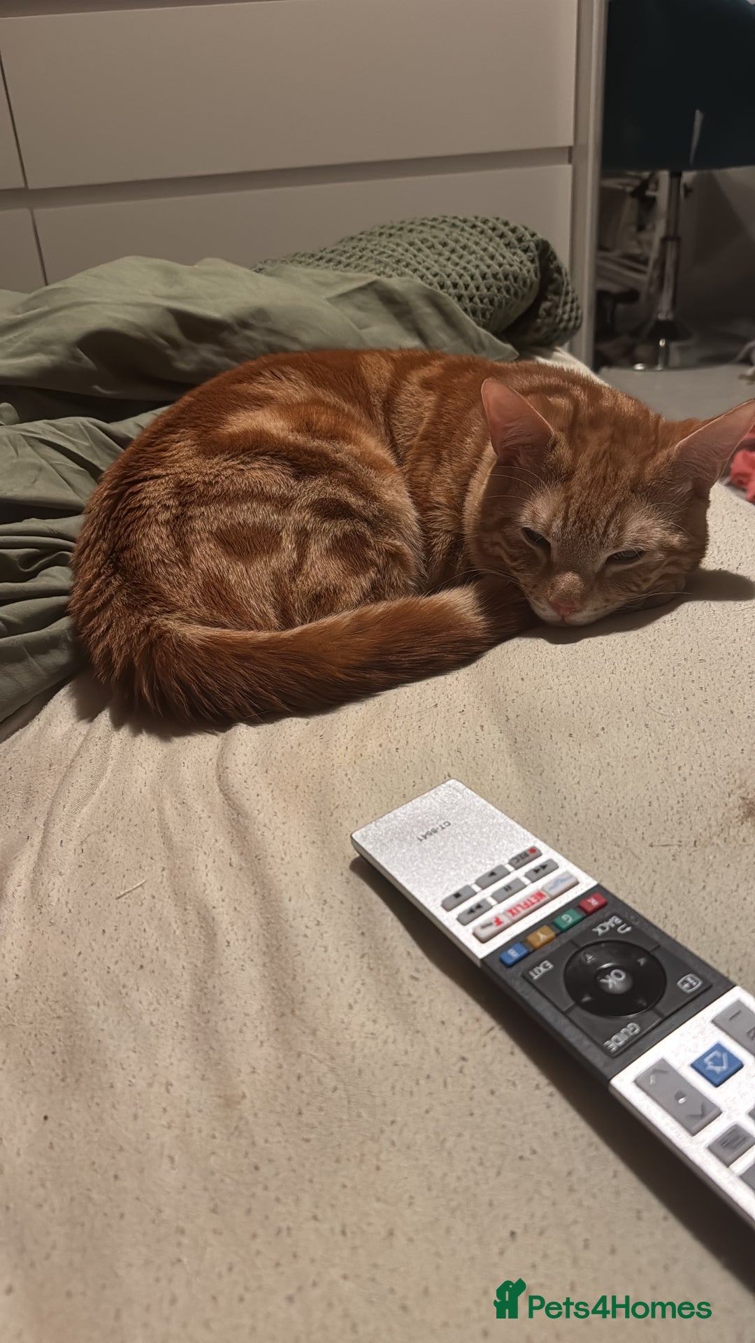 Mixed Breed cats for sale: Huey for a good home  - Image 1