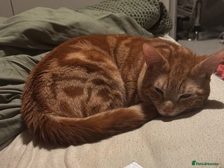 Mixed Breed cats - Advert 1