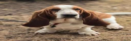 Basset Hound dogs for stud: Basset Hound Proven Stud - Advert 6