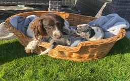 Mixed Breed dogs for sale: Collie x Sproker  - Image 3