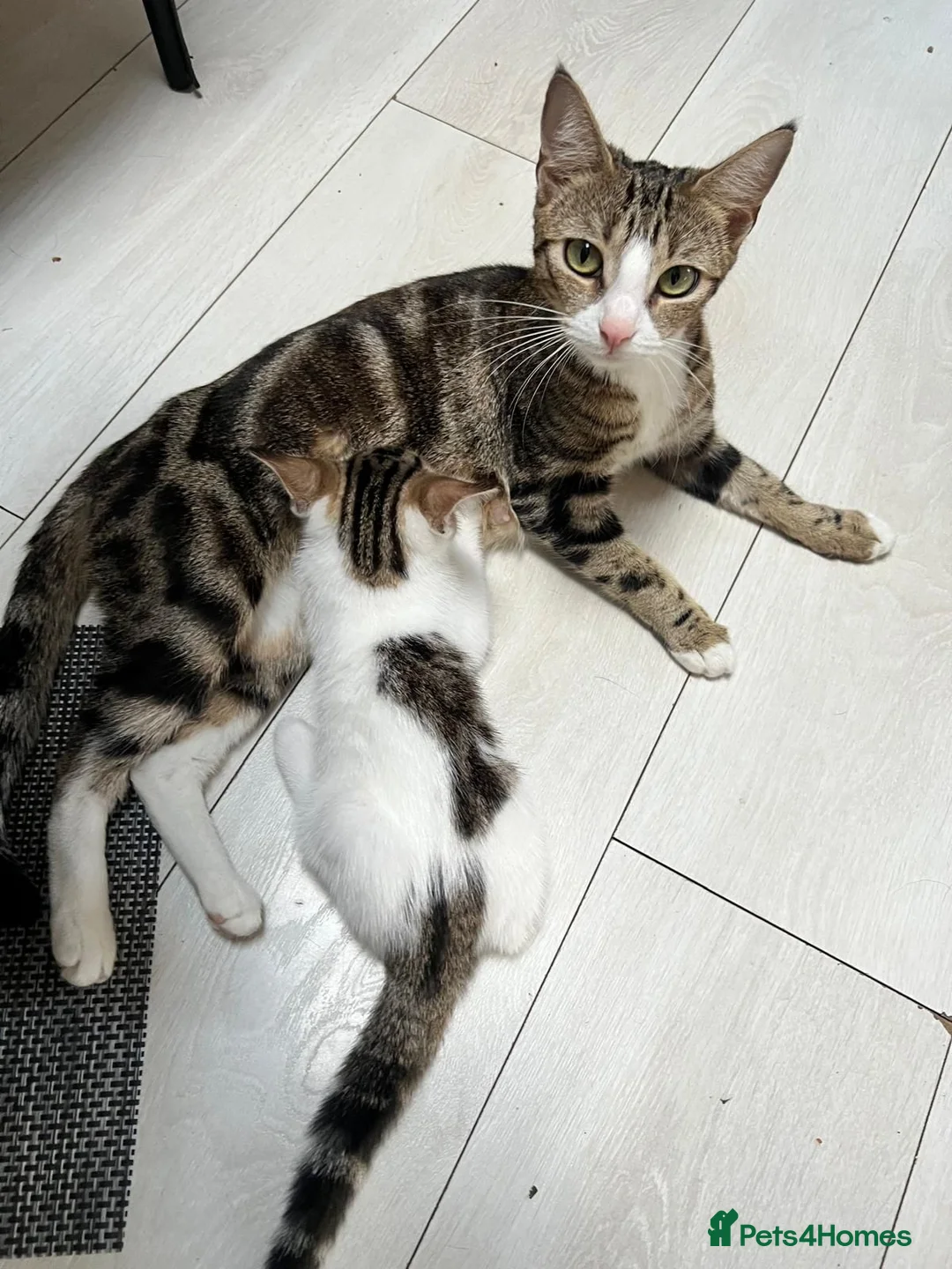 Domestic Shorthair cats for sale: Cute & playable kittens in Greenford - Advert 8