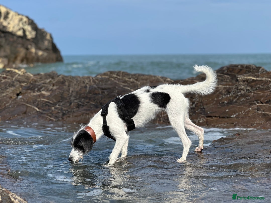 Whippet dogs for sale: Whippet Lurcher - Image 6