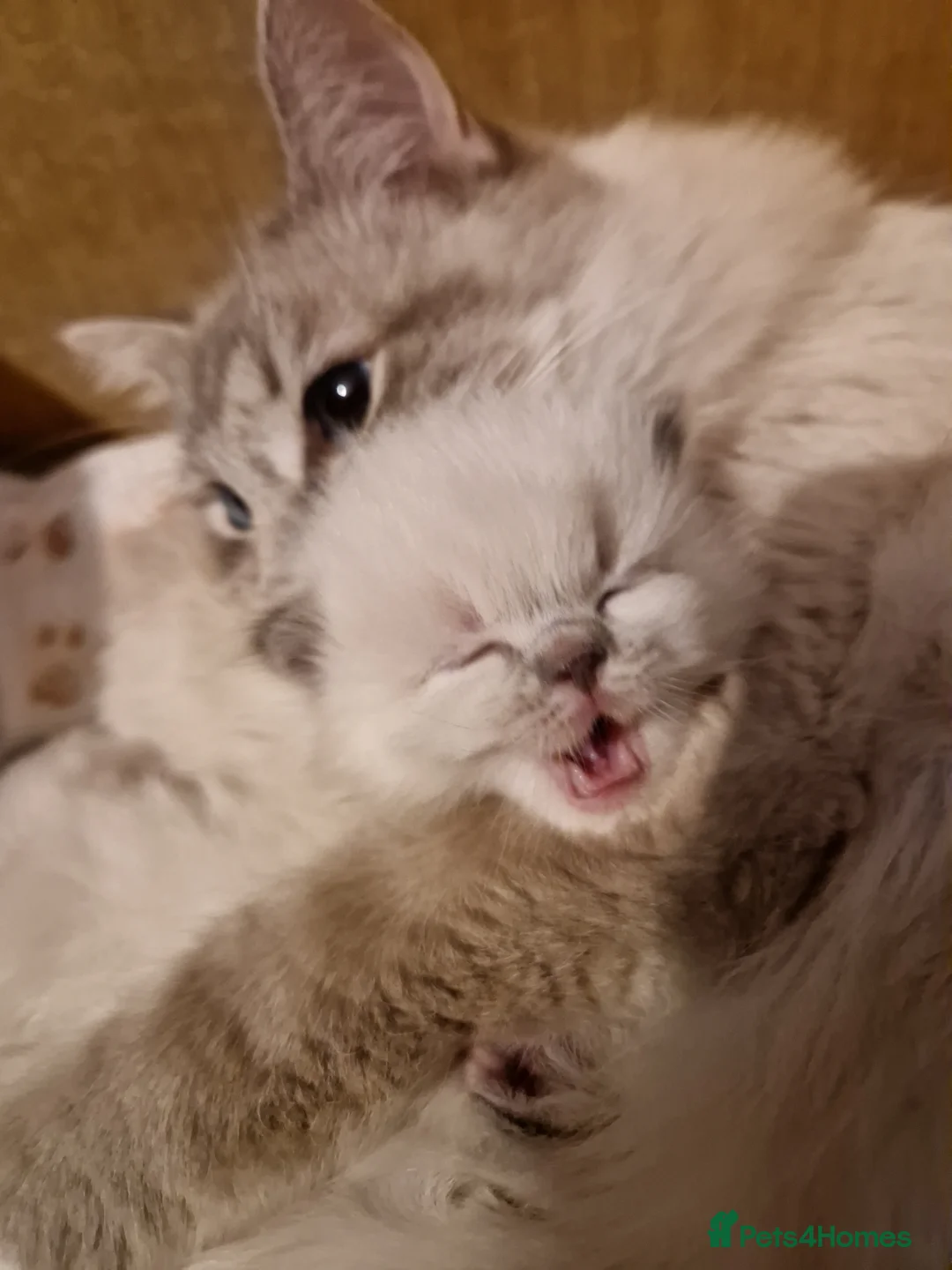 Ragdoll cats for sale: Pure beautiful Ragdoll Kittens  - Advert 2