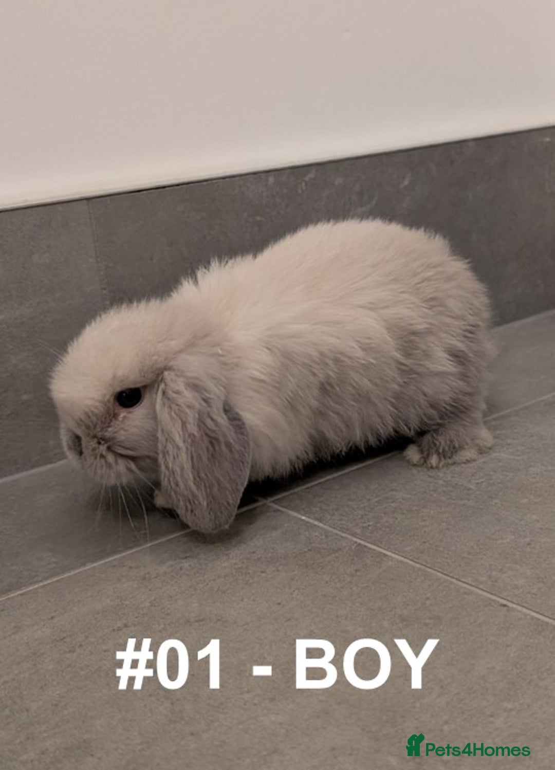 Mini Lop rabbits for sale: Exceptional Mini-Lops. Collect from: 25th October - Image 5