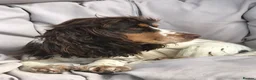 Cocker Spaniel dogs for sale: KC REG SHOW COCKER SPANIEL PUPPIES 🩷💙 - Advert 3