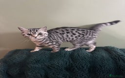 British Shorthair cats for sale: British shorthair silver spotted female  - Image 7