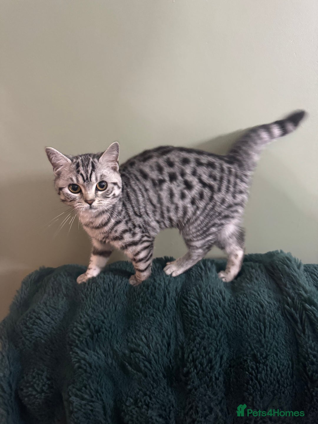 British Shorthair cats for sale: British shorthair silver spotted female  - Image 7