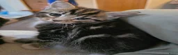 Mixed Breed cats for sale: 3 kittens looking for forever homes in Cannock - Advert 10