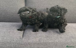 Cockapoo dogs for sale: Black Cockerpoo puppies  - Image 5