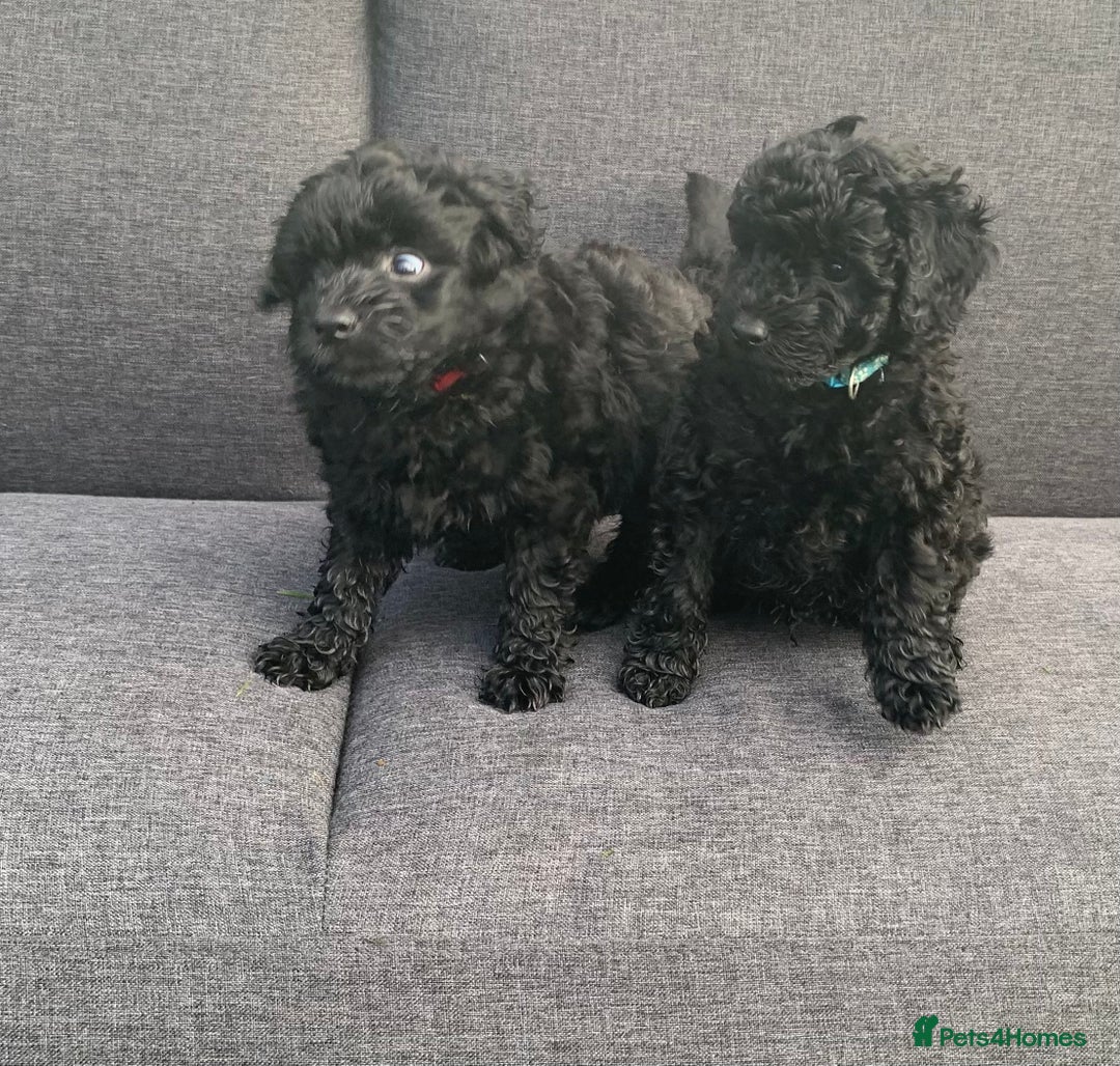 Cockapoo dogs for sale: Black Cockerpoo puppies  - Image 5