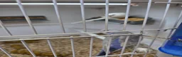 Budgerigars birds for sale: All sorts of budgies  in Crook - Advert 6