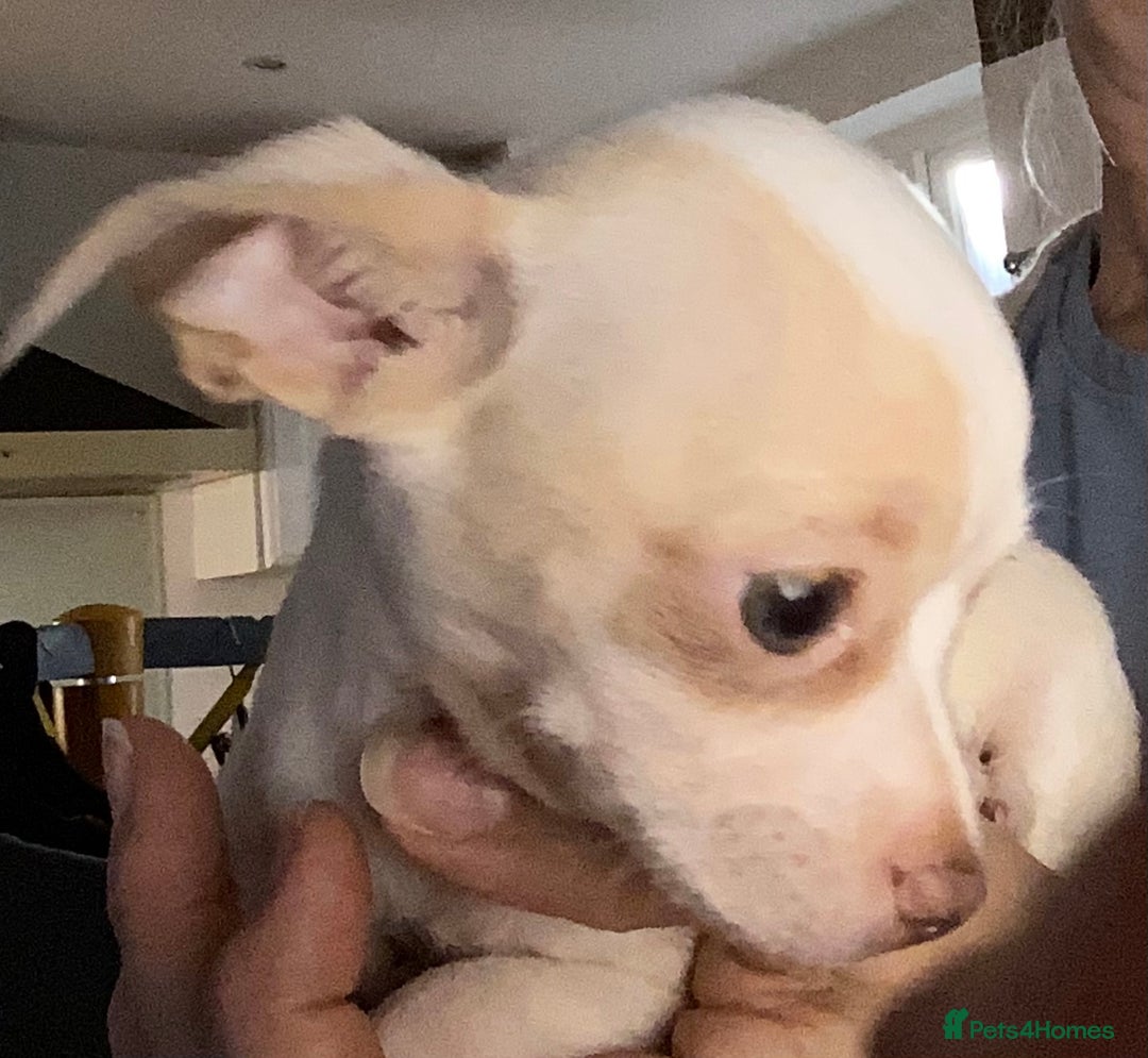 Chihuahua dogs for sale: Chihuahua babies ready now - Image 15