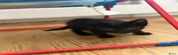 Mixed Breed cats for sale: 🐾 Beautiful Female Kittens Ready This Weekend 🐾 - Advert 6