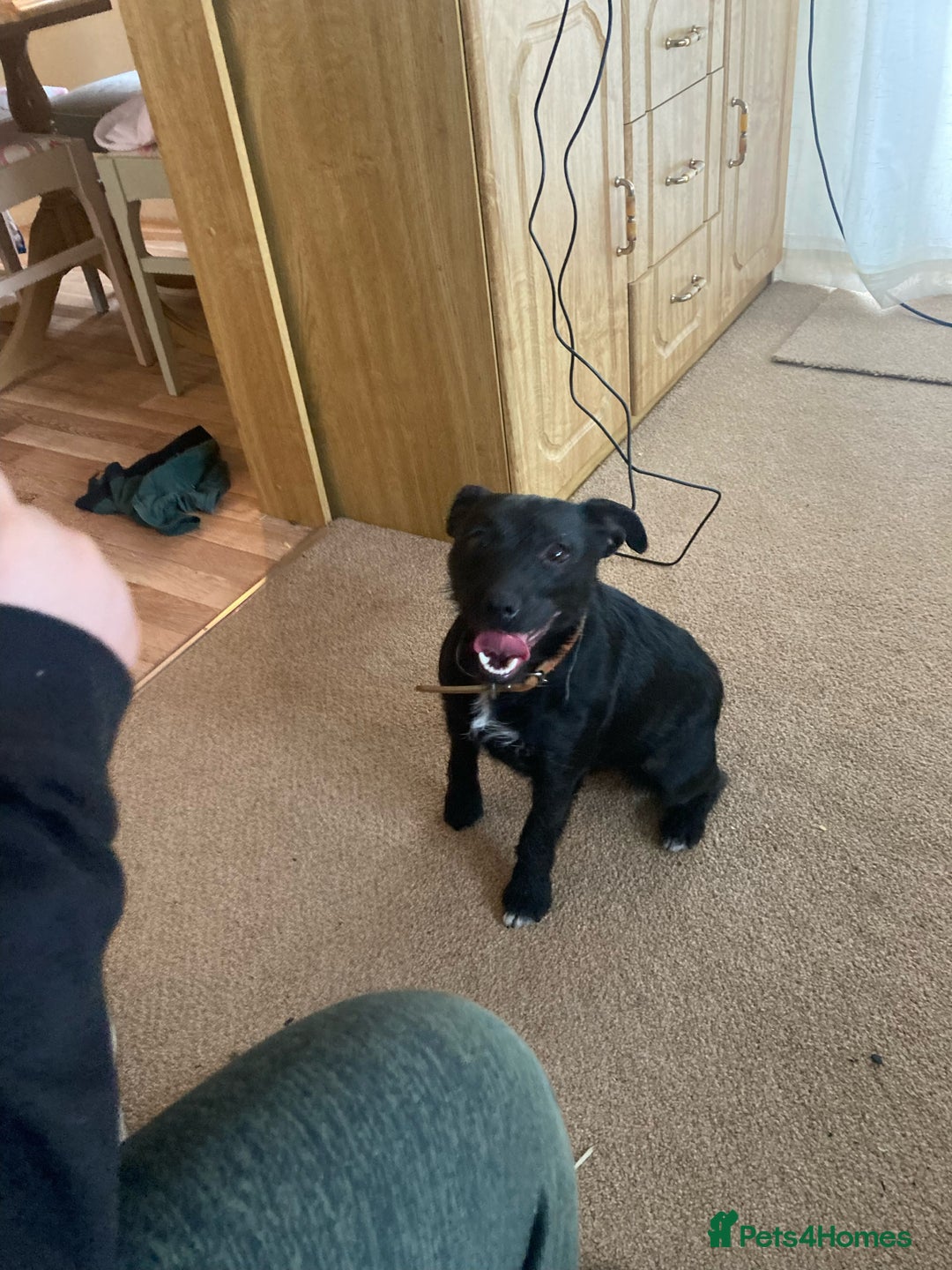 Patterdale Terrier dogs for sale: Stunning Patterdale pups  - Image 8