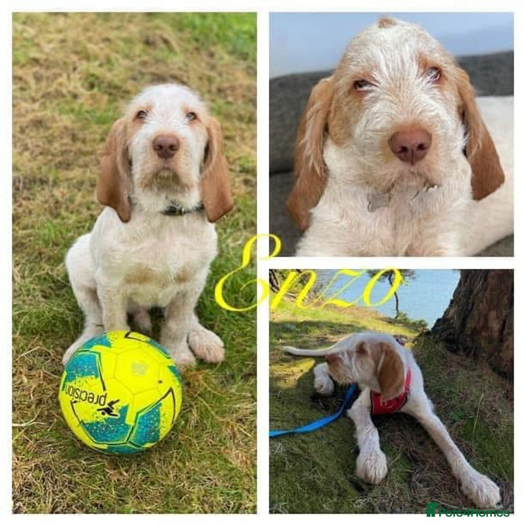 Italian Spinone dogs for sale: ITALIAN SPINONE WAITING LIST OPEN -DUE OCT - Image 26