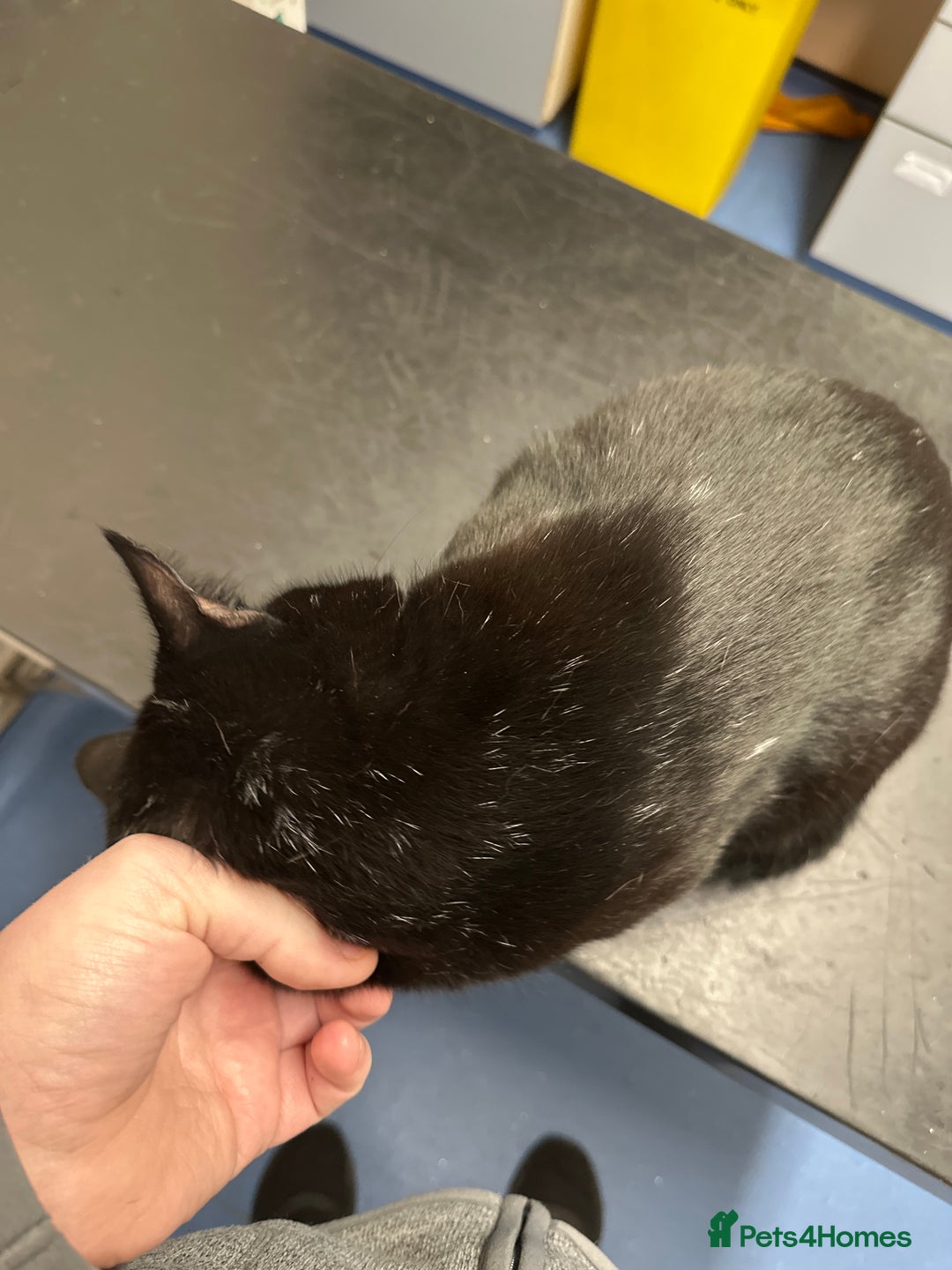 Domestic Shorthair cats for sale: Black loving cat for sale  - Advert 3