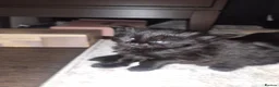 British Shorthair cats for sale: 5 beautiful female kittens  - Advert 6