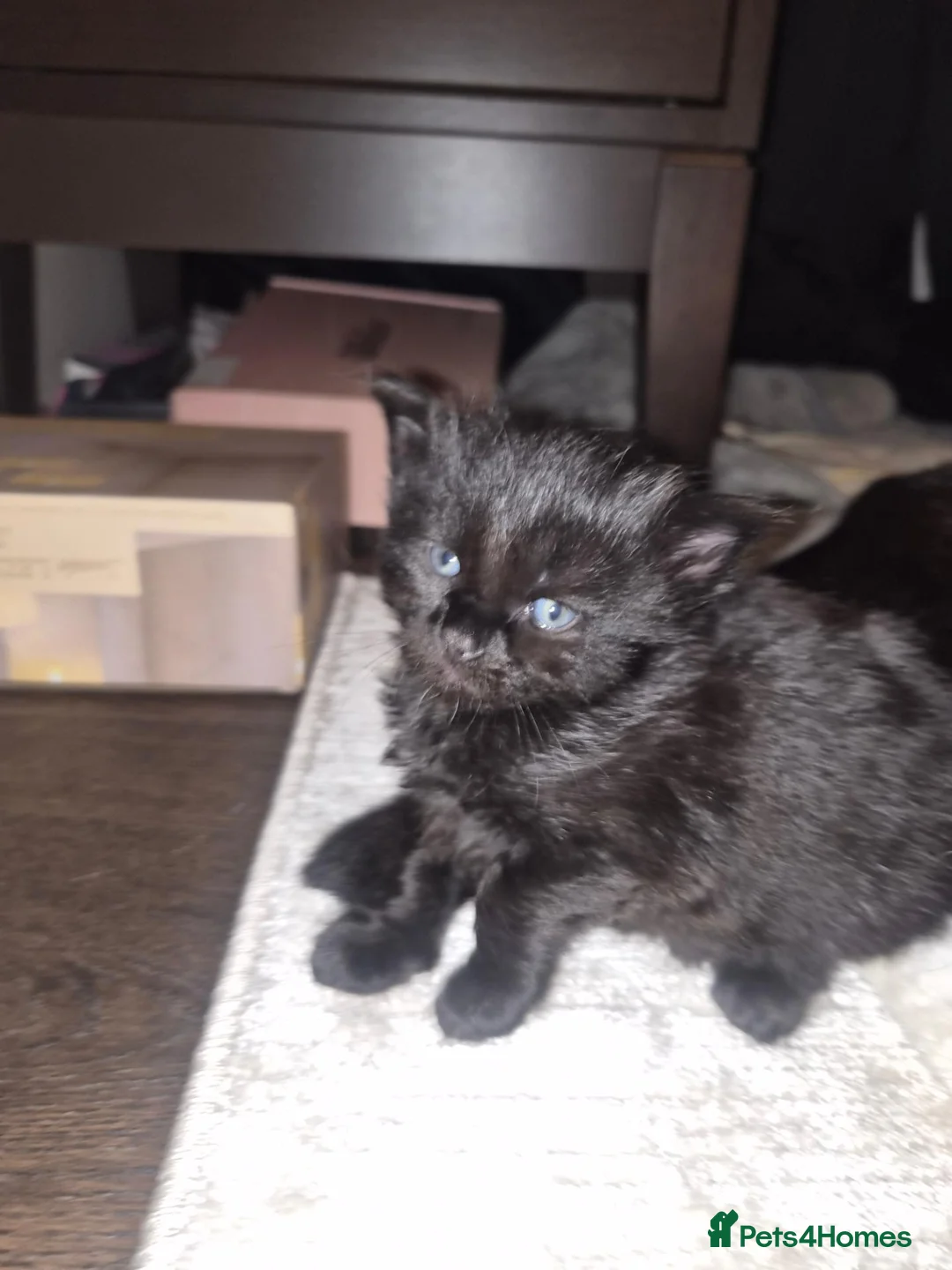 British Shorthair cats for sale: 5 beautiful female kittens  - Advert 6