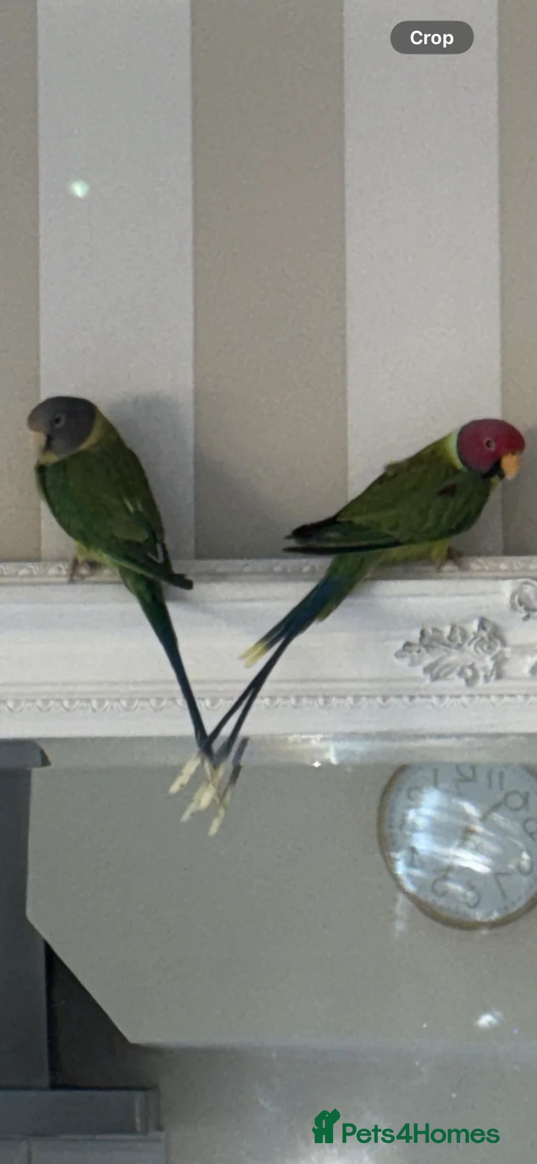 Parakeets birds for sale: Male and female plum head parakeets  in Dartford - Advert 1