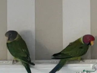Parakeets birds Male and female plum head parakeets in Dartford - Advert 8