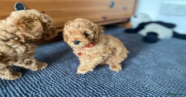 Cockapoo dogs - Advert 7