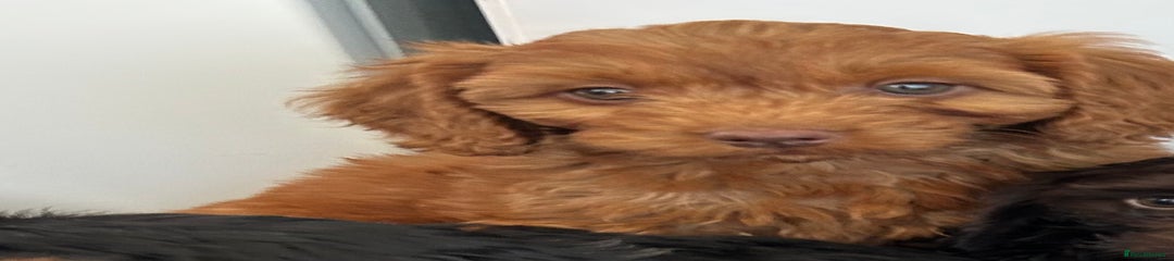 Cockapoo Puppy 7