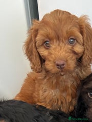 Cockapoo Puppy 7