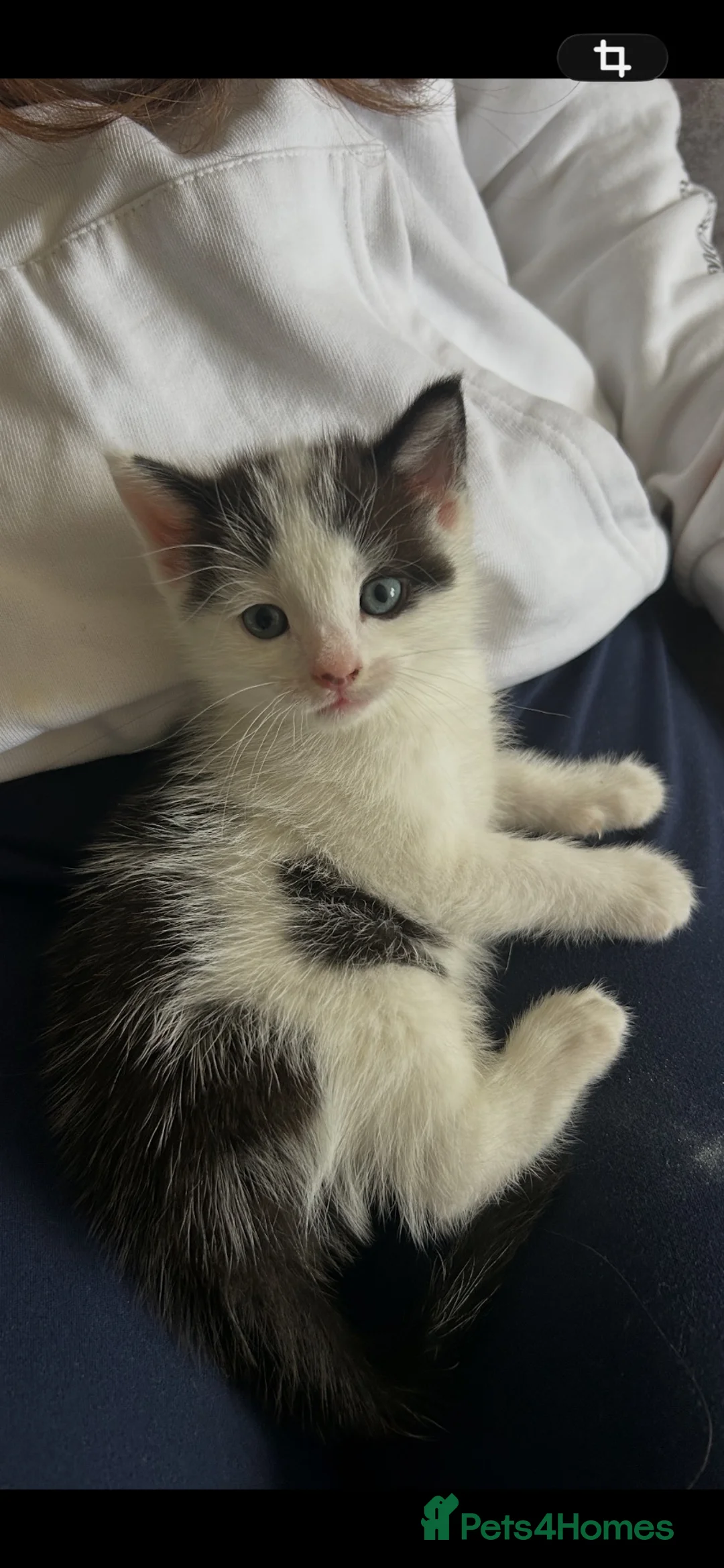 Mixed Breed cats for sale: 2 beautiful male kittens  - Advert 5