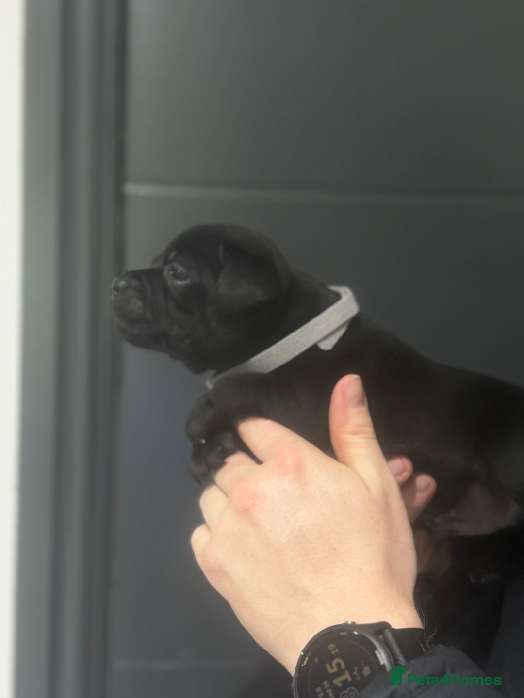 Staffordshire Bull Terrier dogs for sale: Unreal black Staffordshire bull terrier pups avail - Advert 4