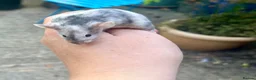 Mouse rodents for sale: Juvenile Male mouse  - Advert 2