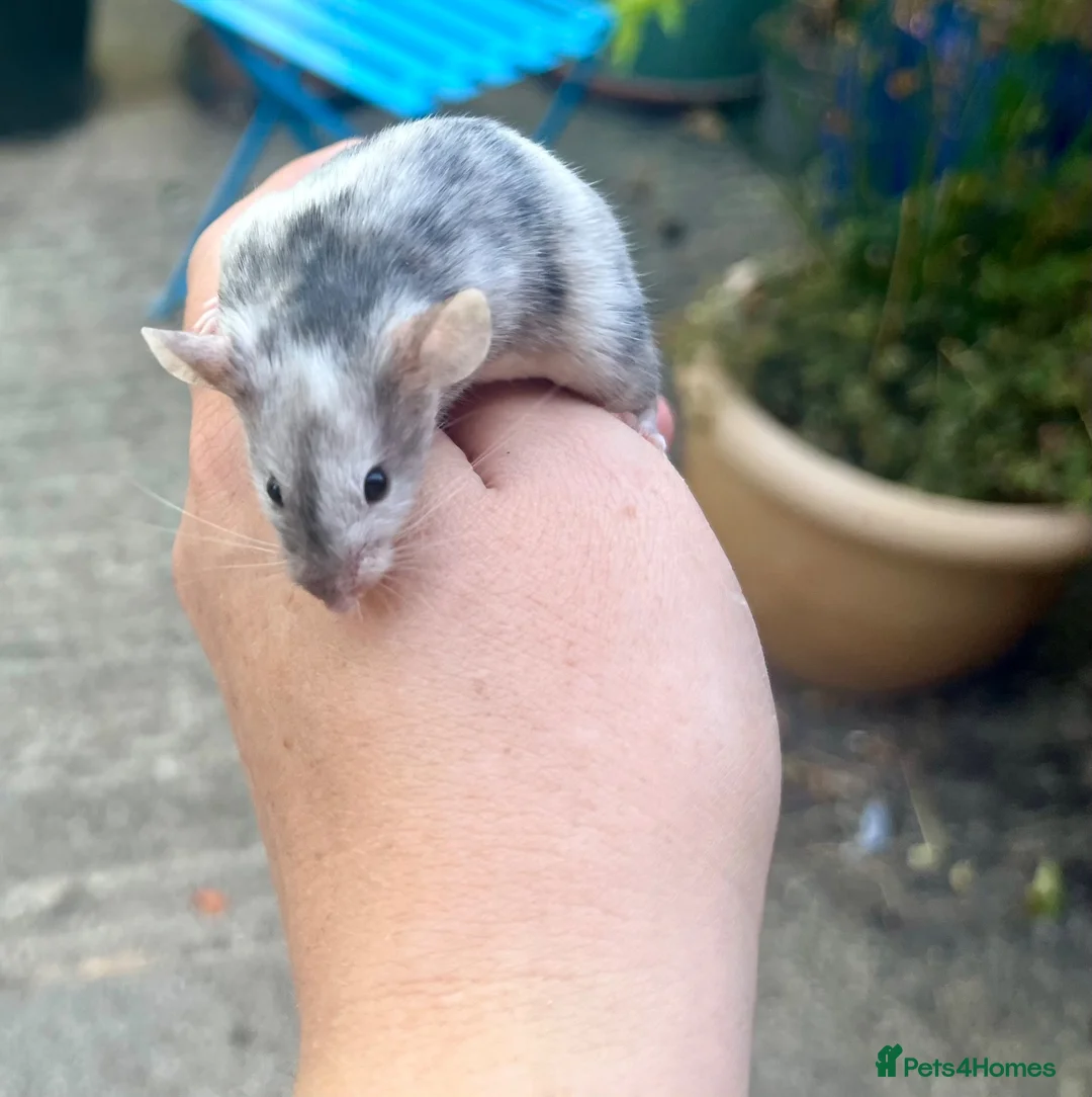 Mouse rodents for sale: Juvenile Male mouse  - Advert 2