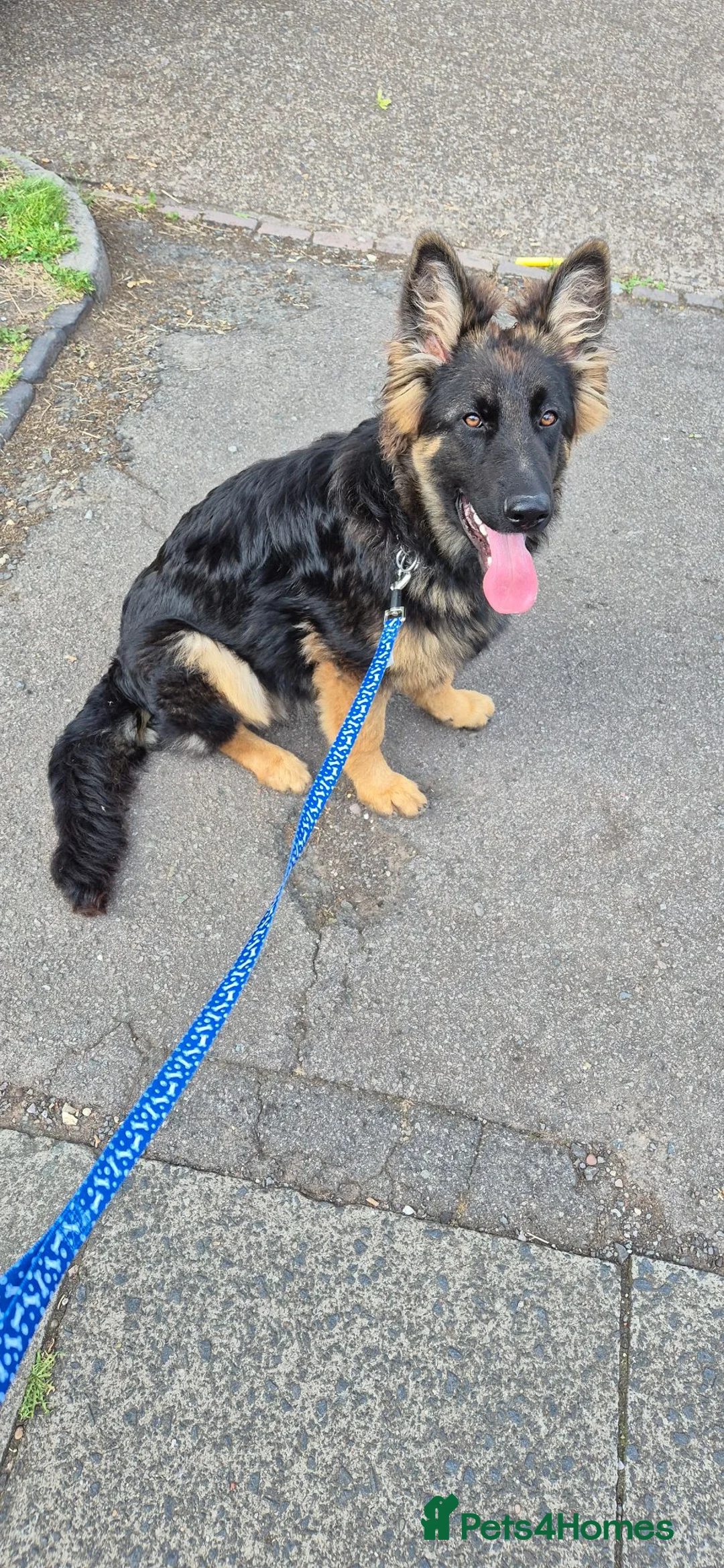 German Shepherd dogs for sale: German Shepherd 7 months old Max  - Advert 9