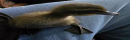 Mixed Breed birds for sale: Mix breed ducklins in Dymock - Advert 2