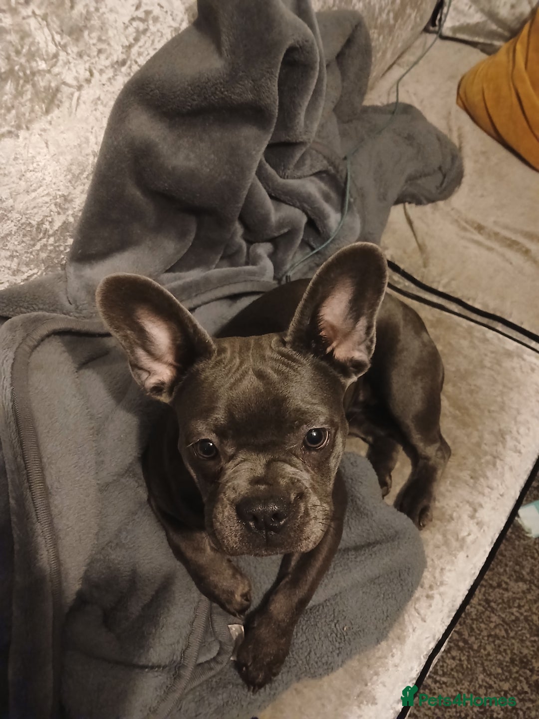 French Bulldog dogs for sale: French bulldog  - Advert 1