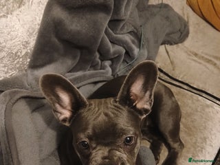 French Bulldog dogs French bulldog - Advert 1