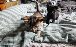 Savannah cats for sale: F4 Savannah Kittens 3x Brown Spotted 2x Melanistic - Image 5