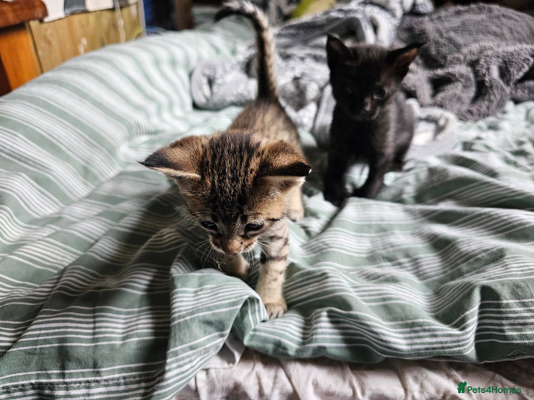 Savannah cats for sale: F4 Savannah Kittens 3x Brown Spotted 2x Melanistic - Image 5