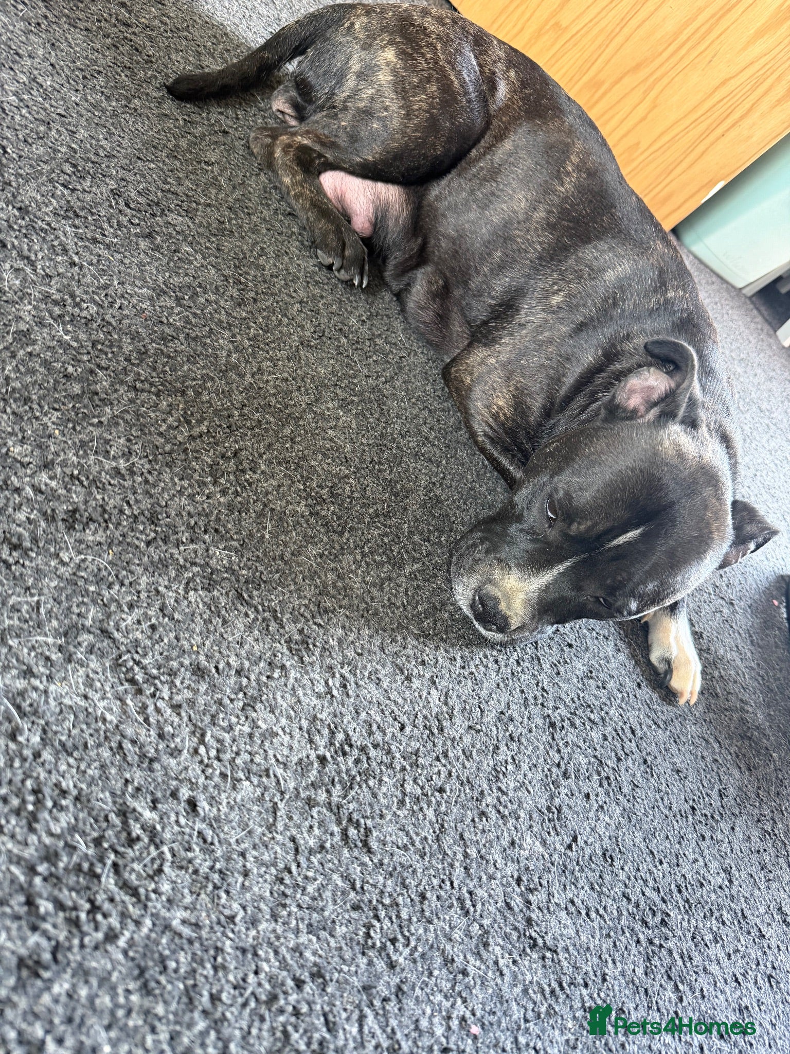 Staffordshire Bull Terrier dogs Staffy pups  - Advert 1