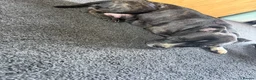 Staffordshire Bull Terrier dogs for sale: Staffy pups  - Advert 1